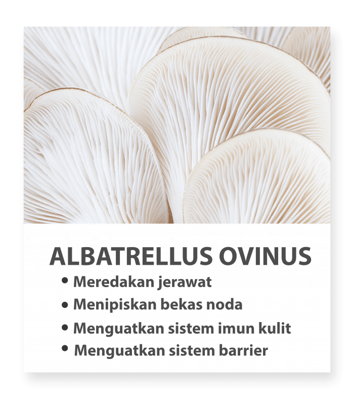 albatrellus ovinus-min